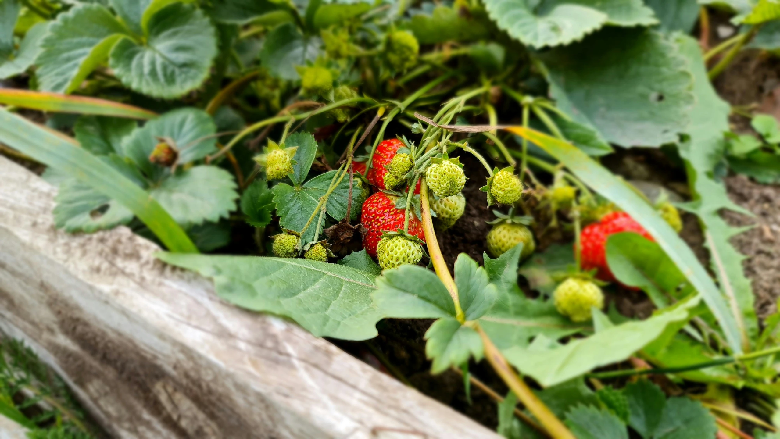 the berries have not yet gone on the tree limb