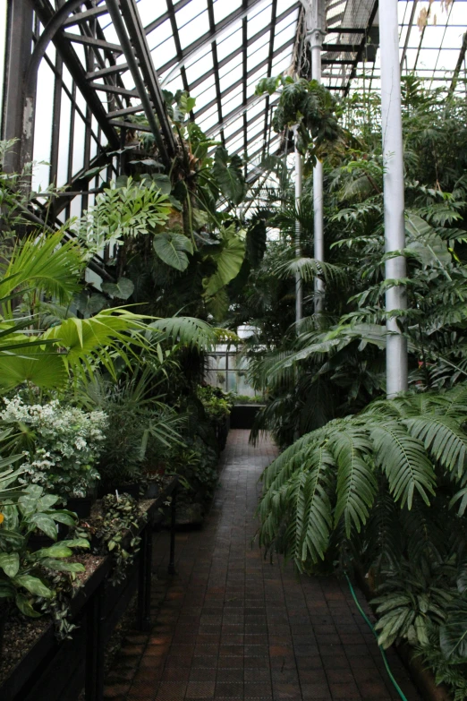 a walkway lined with lots of palm trees in a green house