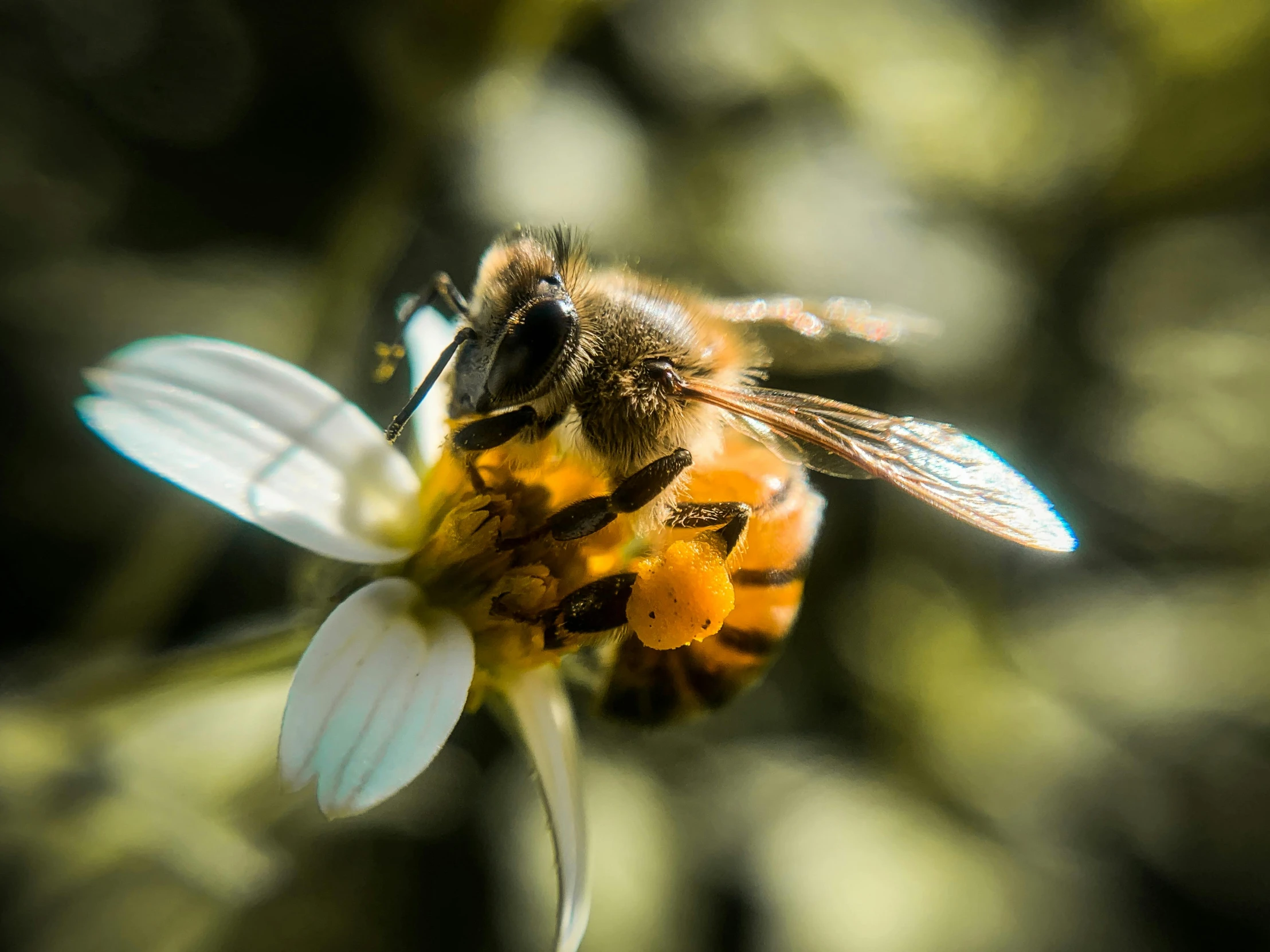 a honeybee rests on an orange flower