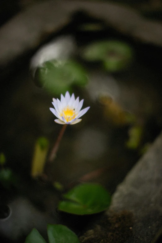 a flower is seen in the reflection of water