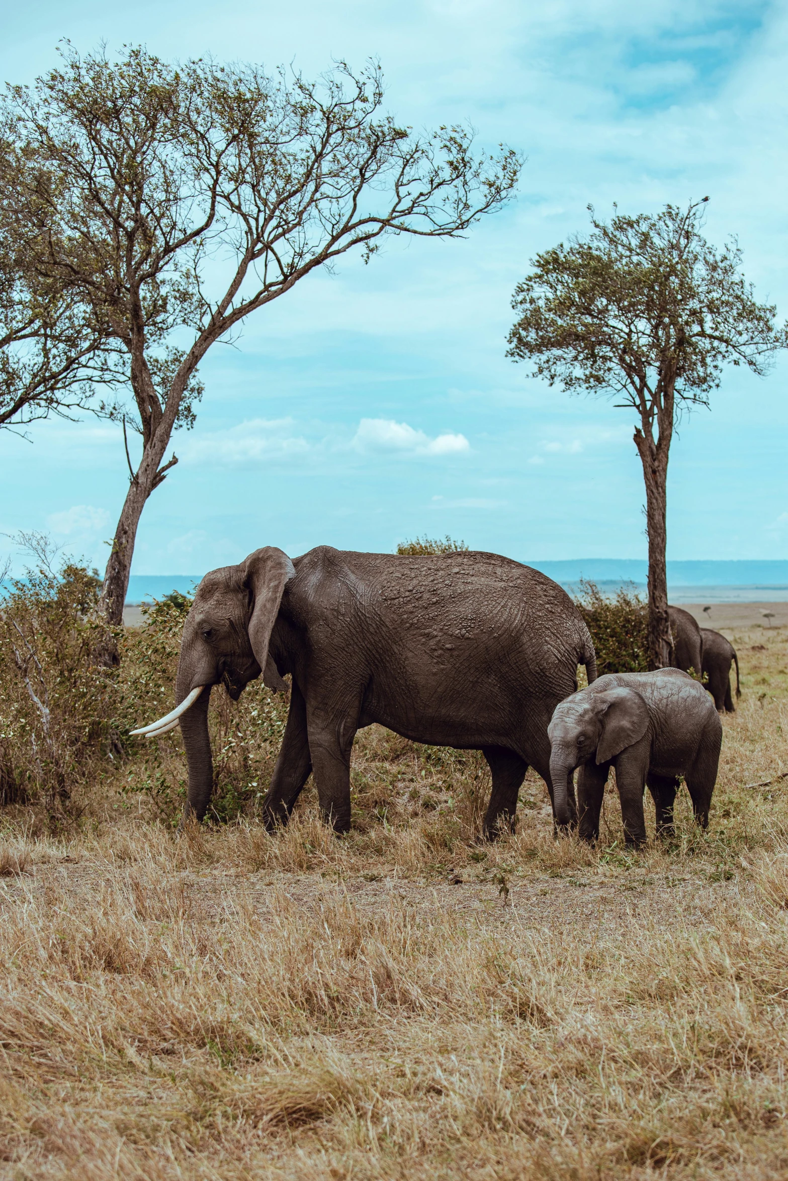 some very pretty elephants in a big grassy field