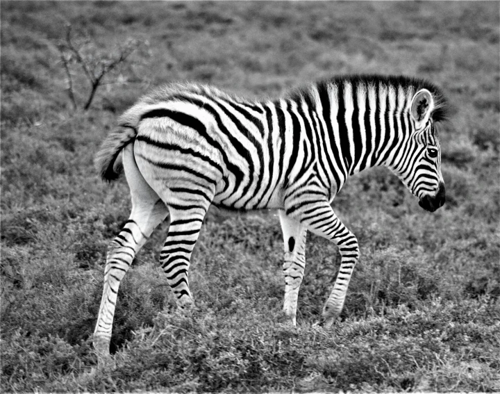 an ze walks along in a black and white po