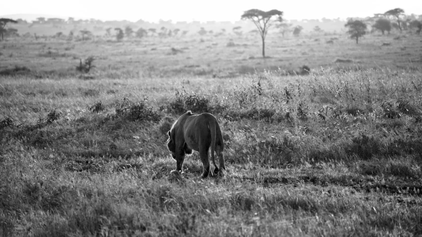 black and white pograph of an animal grazing