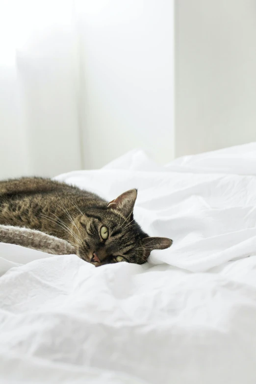 a cat is laying on top of a bed