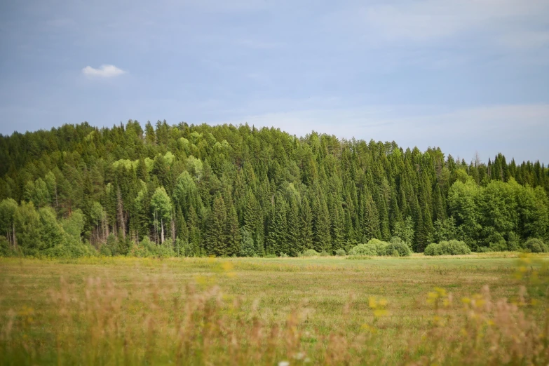 a field with trees, bushes, and a bear in the distance