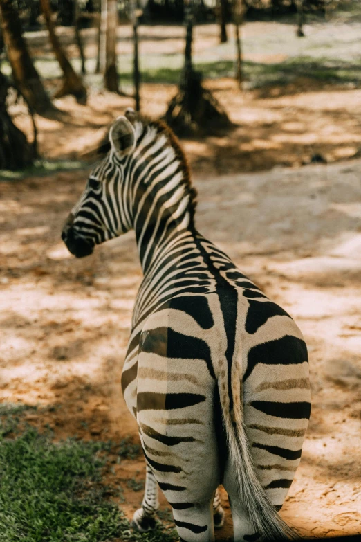 a ze stands in a shady zoo exhibit