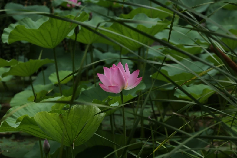 two pink water lilys sitting on top of a leaf filled pond