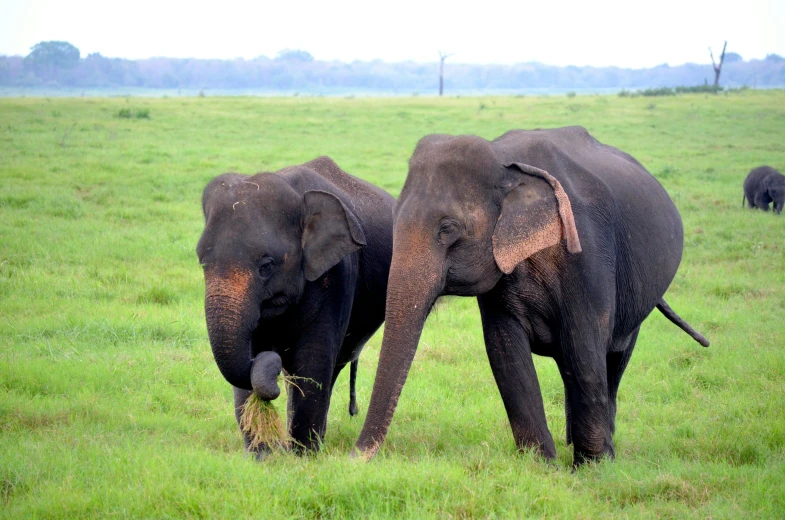 an elephant eating grass from the ground with another elephants in the background