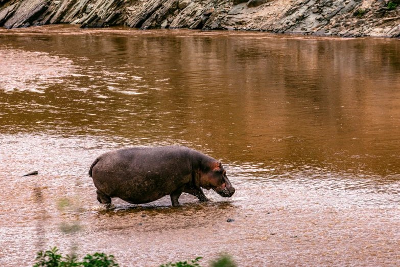 an animal is standing on a sandy beach