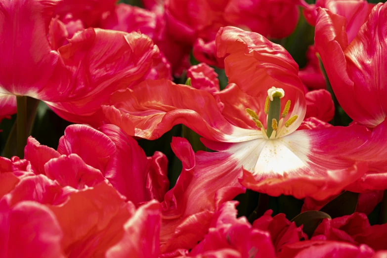 a lot of pink flowers that are in a bunch