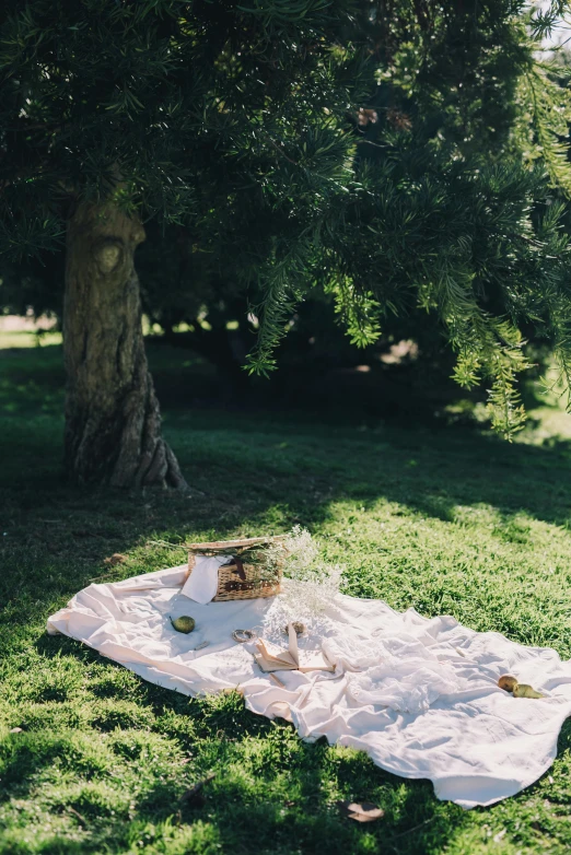 a blanket on the grass, next to a tree and a plate of food