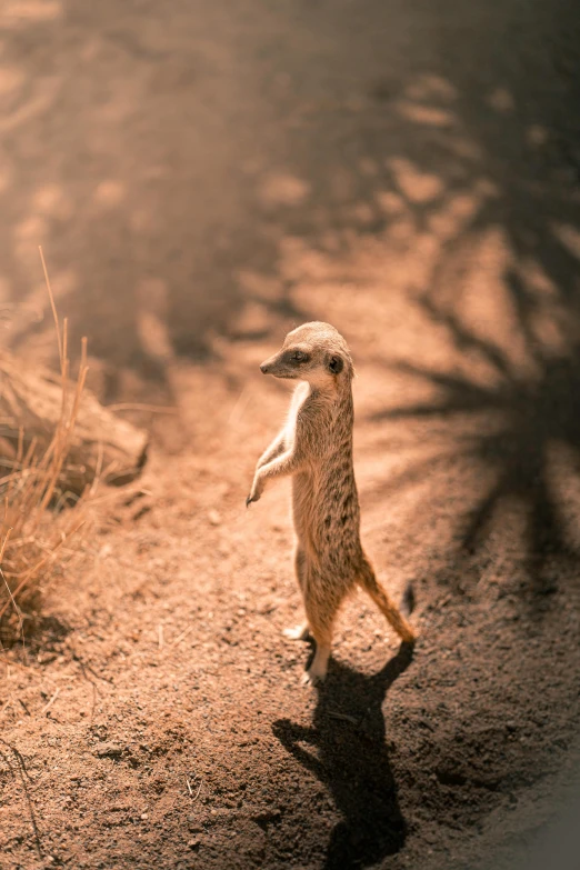 small, slender meerkat stretching in the middle of dirt