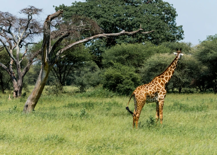 a giraffe is standing in a green field by a tree