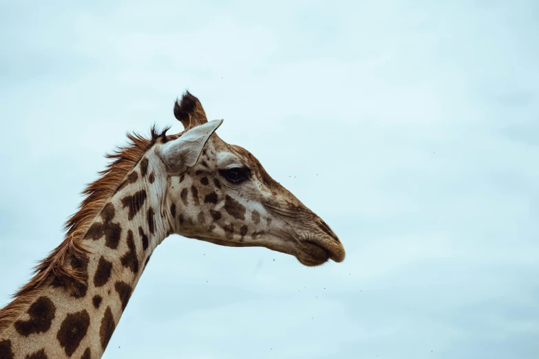 a large giraffe standing in front of a cloudy blue sky