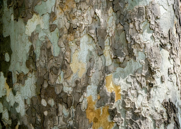 the bark of a tree has been smouched in yellow spots