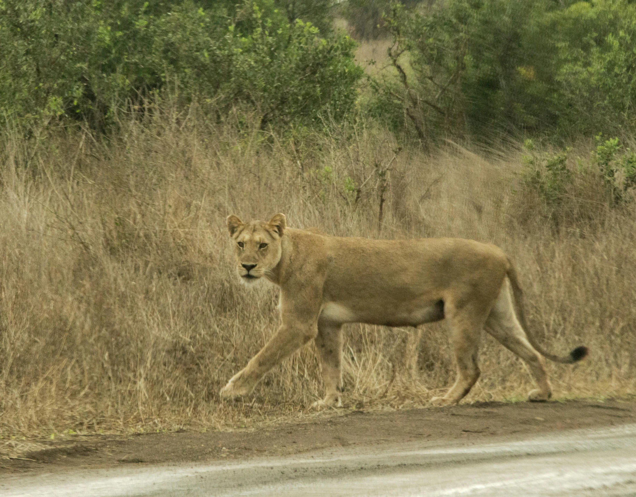 a lion walking across a grass and dirt road