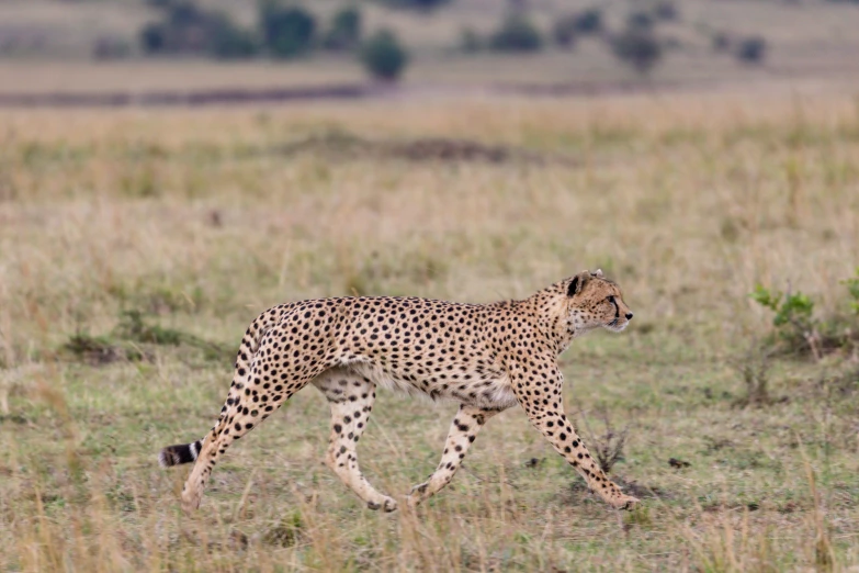 a cheetah walks through the plains looking for food