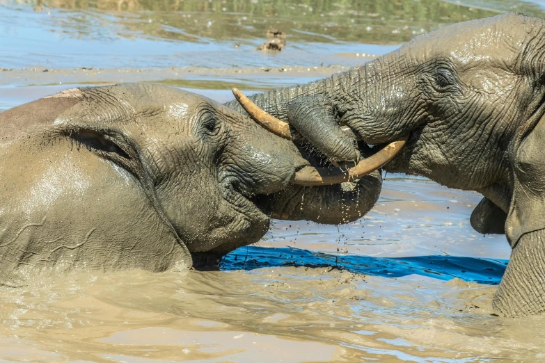 two elephants are playing in a lake