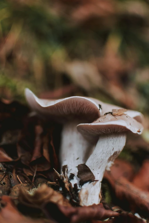 an image of a mushroom on the ground