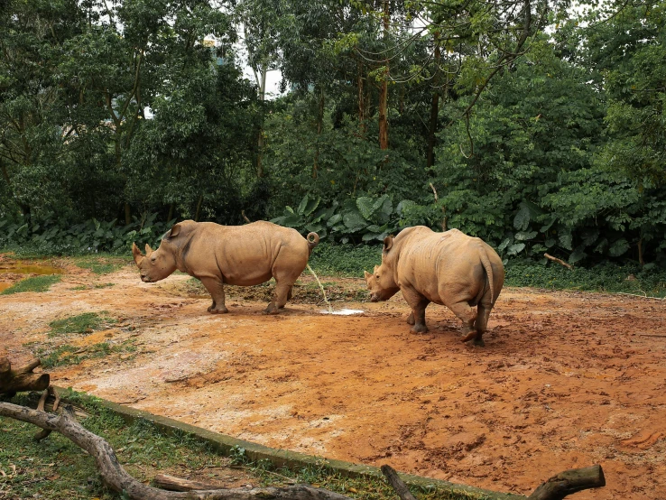 a pair of rhinos stand in a muddy enclosure