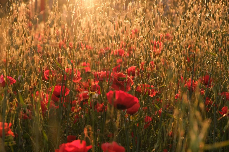 red flowers are blooming in the grass with sunlight coming through