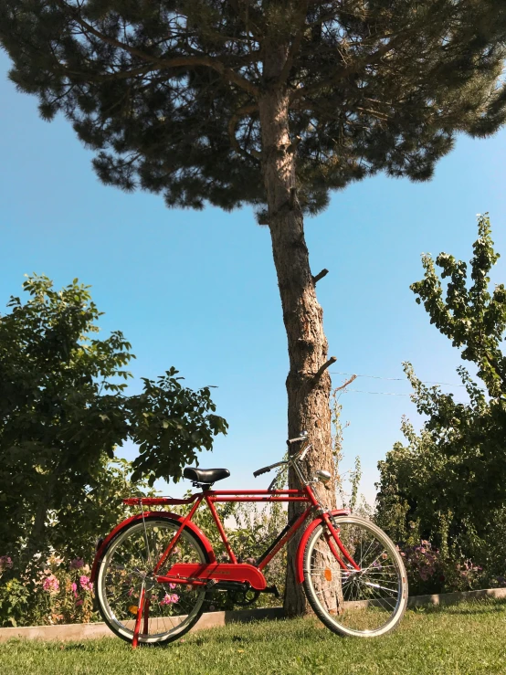 the red bicycle is propped up against the tree