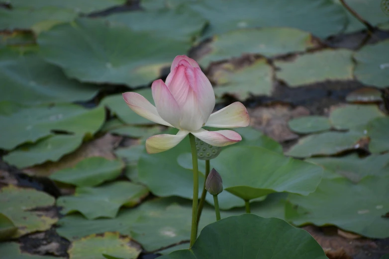 a flower with a green stem next to water lillies