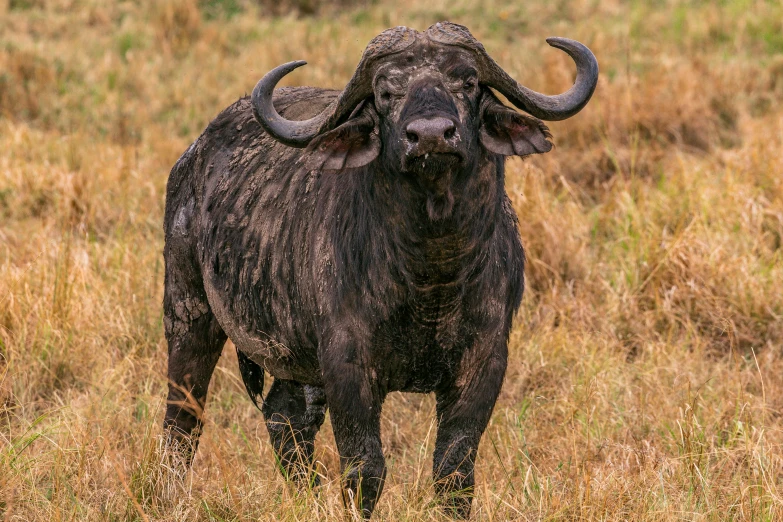 a very big bull with large horns standing in some tall grass