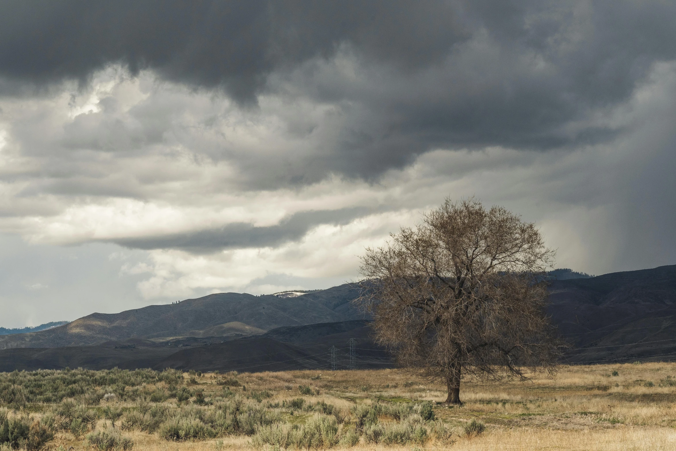 a lone tree in the middle of a field with mountains in the distance