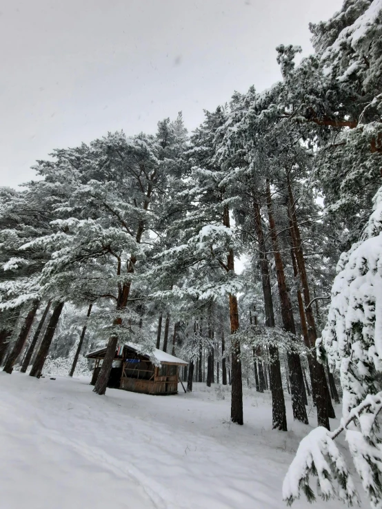 a car sitting in a snowy forest during a snowfall