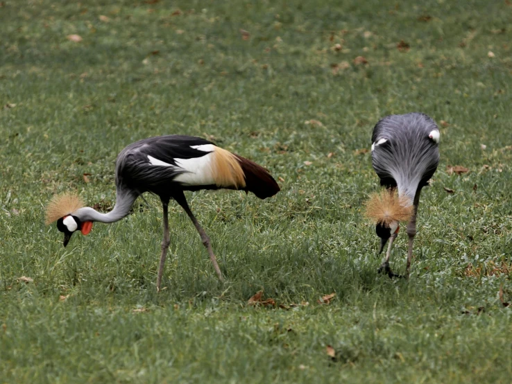 two exotic birds standing in a green grass field