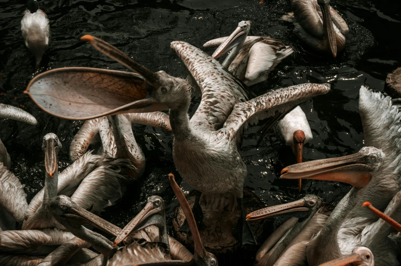 the pelicans have spread their beaks on the water