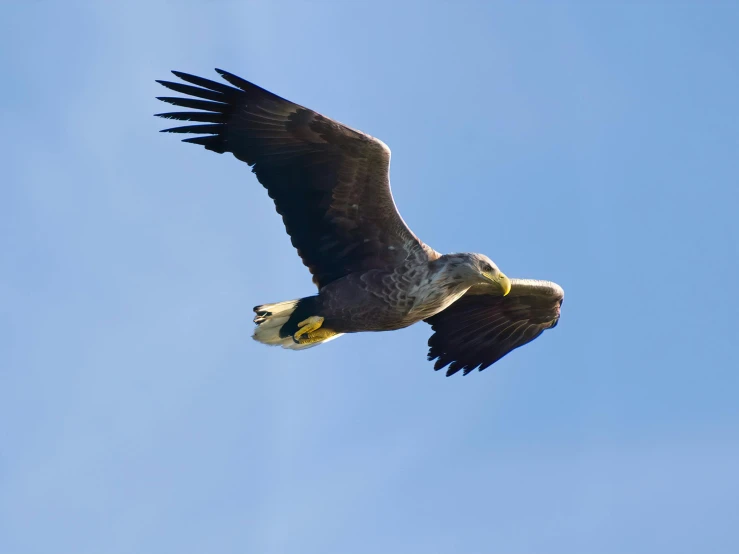 eagle soaring high in the sky during the day