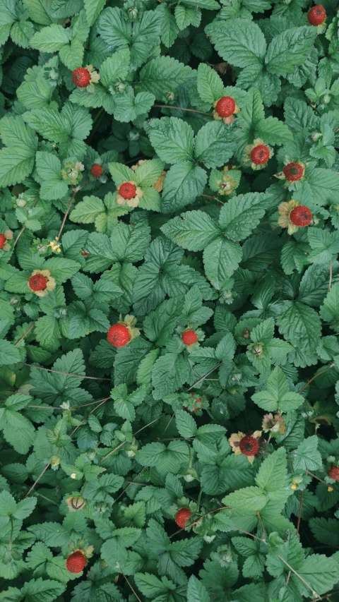 this is an image of some wildflowers