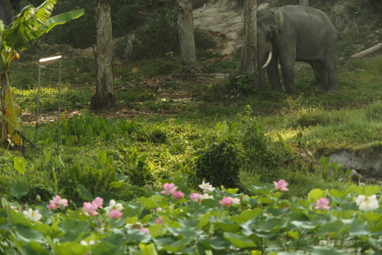 an elephant in the grass with trees in the background