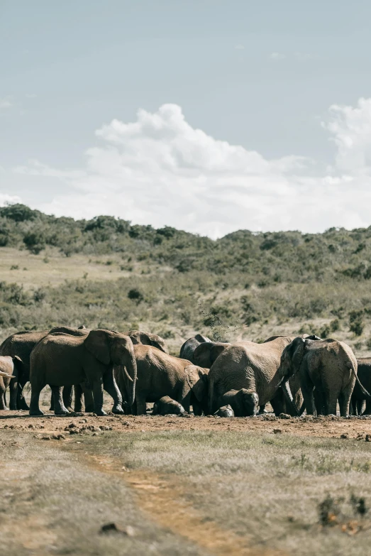 a herd of elephants grazing in a field