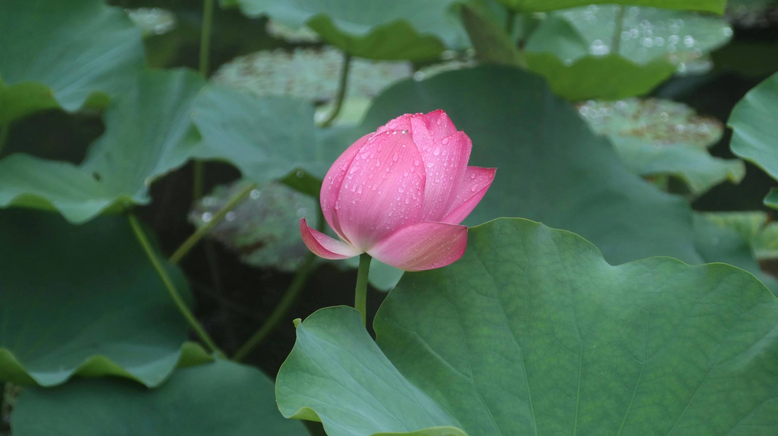 pink flower sitting on top of green leaves