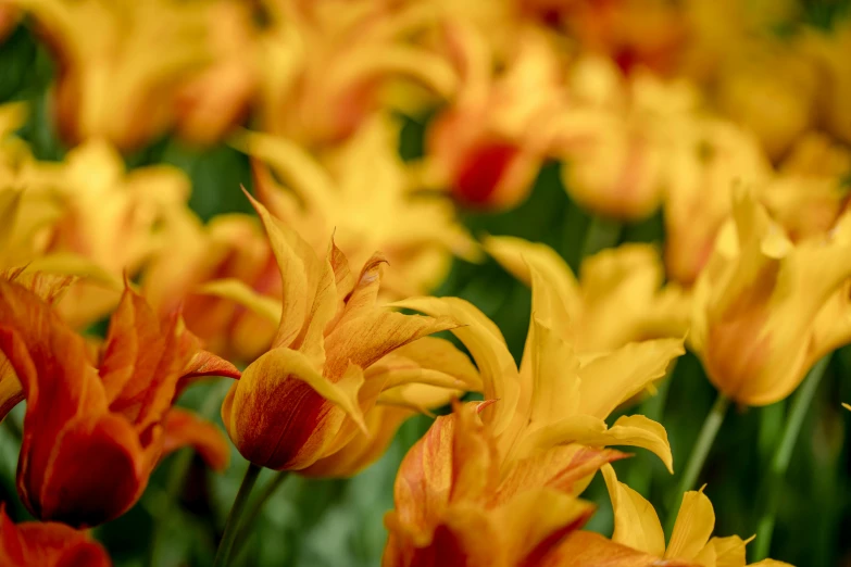 red and yellow flowers in the garden together