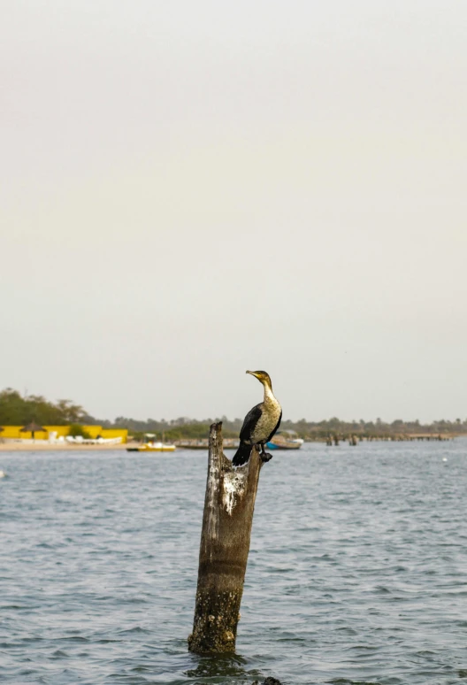 a black and white bird sitting on a metal dock