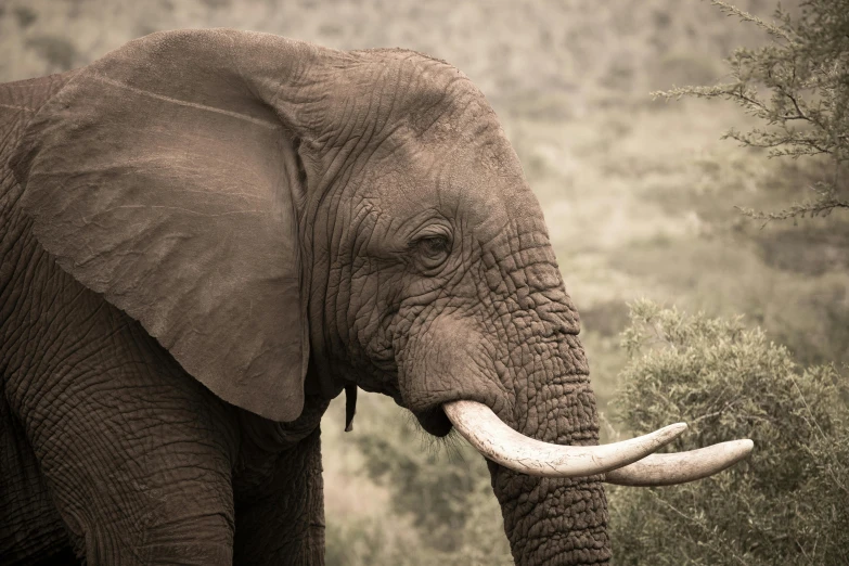 the elephant has a long tusk in front of it's trunk