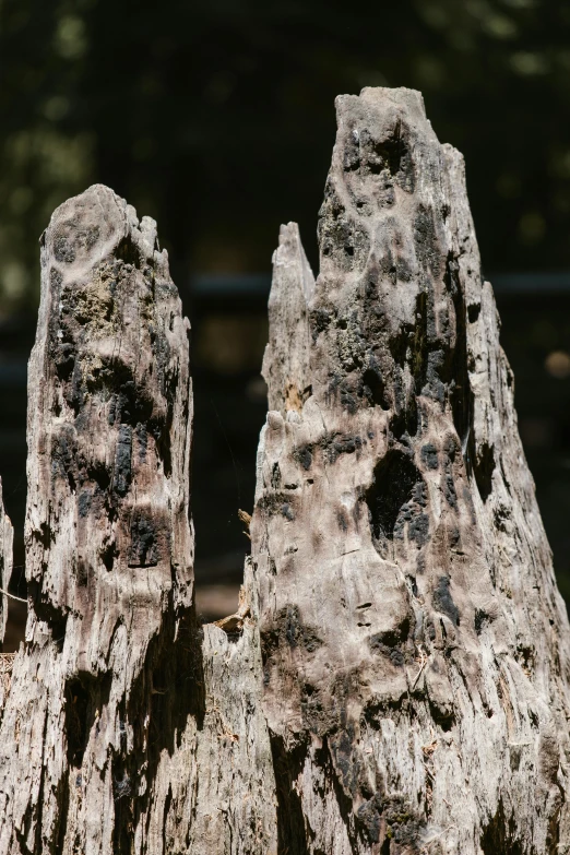 an owl perched on a tree stump by itself