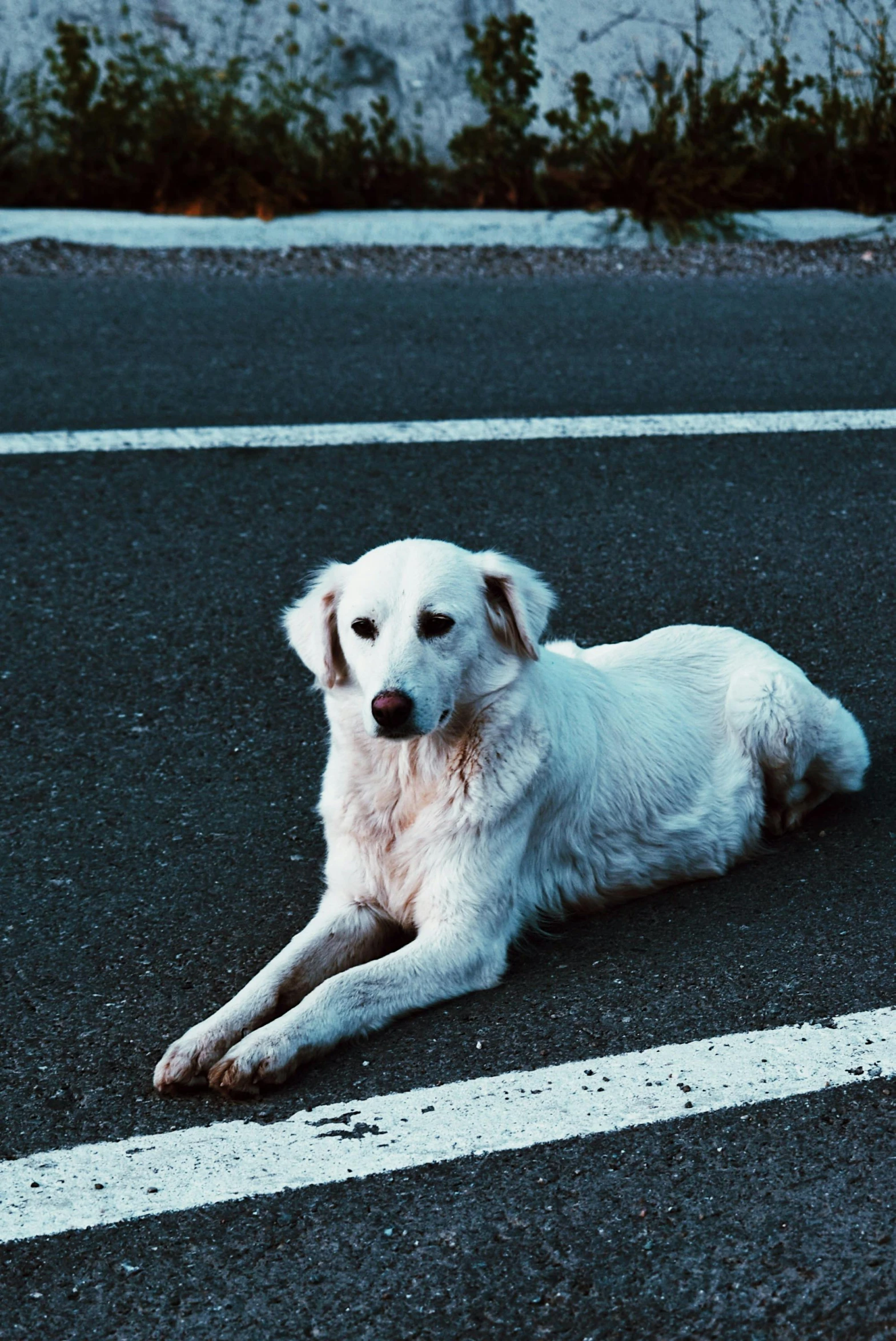 a white dog laying down on top of a street