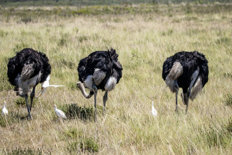 three ostriches standing in the tall grass near some birds