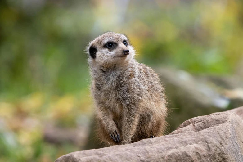 a small brown animal is standing on the side of a rock