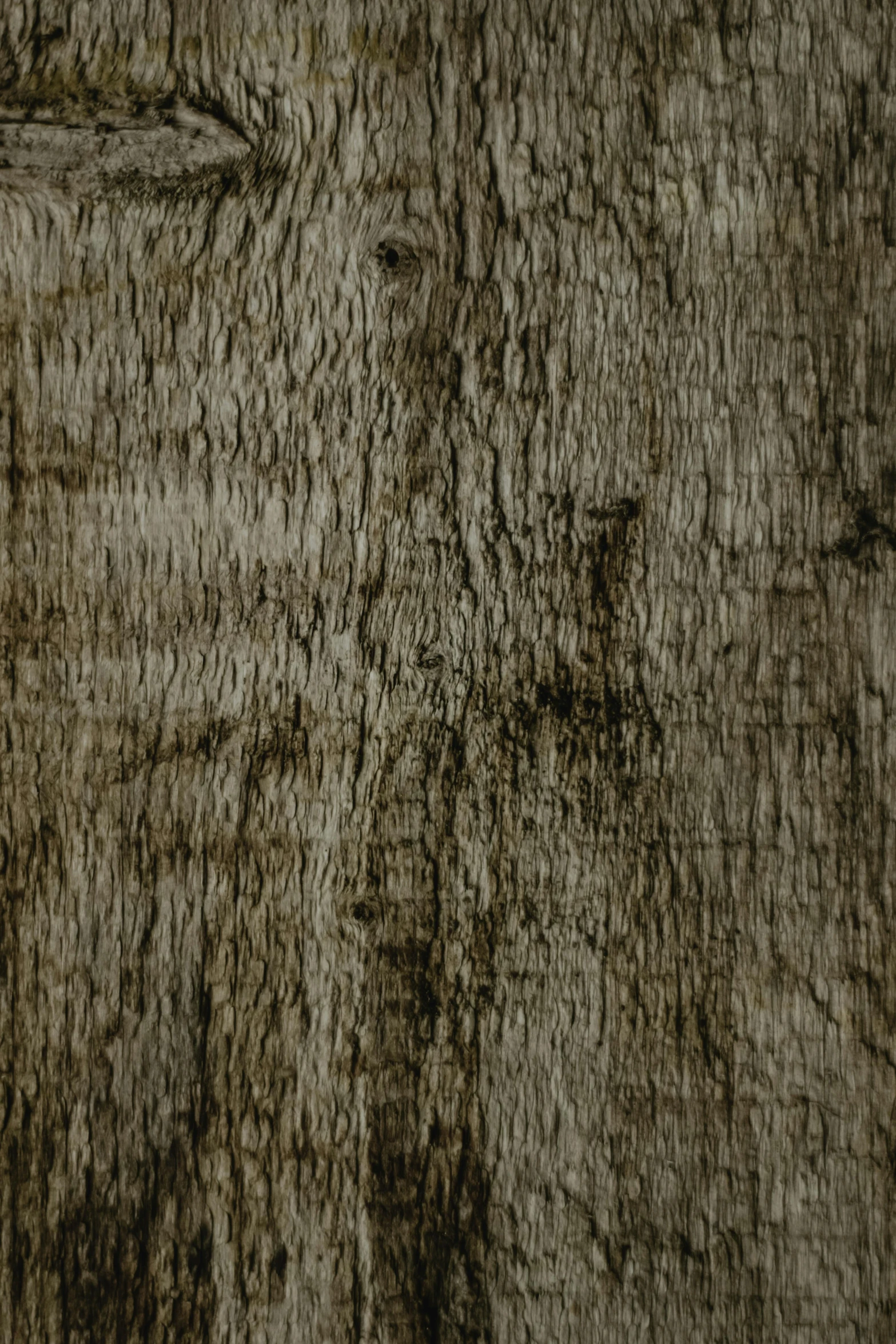 bark of a tree is close up and grated