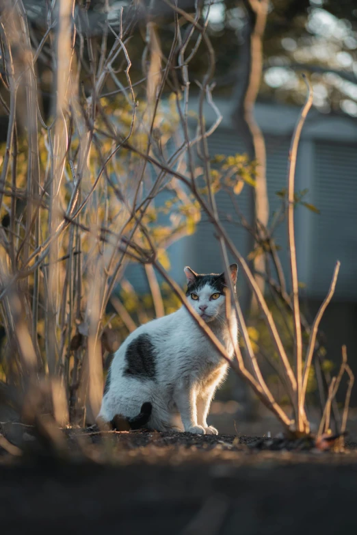 a white cat is sitting in the bushes