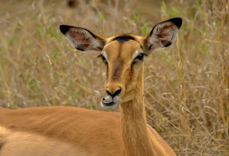 a brown deer with short horns standing next to tall grasses