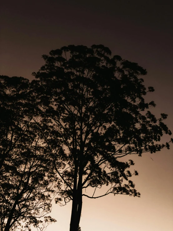 a black and white po of the silhouette of a tree