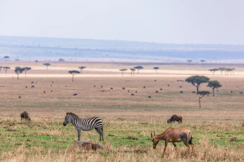 several animals are grazing on a wide open field