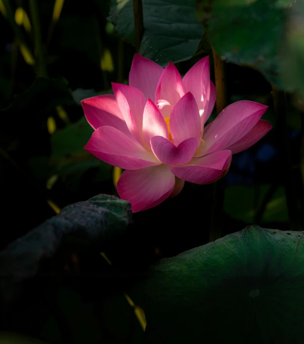 the lotus flower is floating in the pond